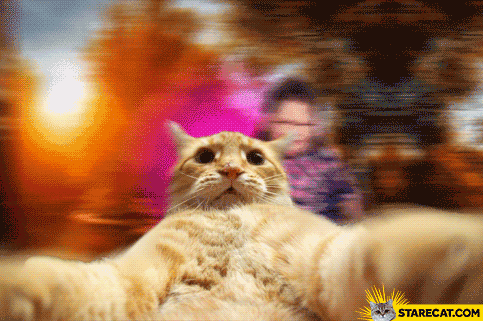 selfie-cat-animation