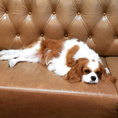 suzie-shaw-24-hours-with-dog-roxy-on-couch-468x468