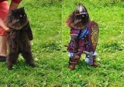 Katze wird zu Krieger